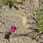 Clarkia—a vibrant flower named after Lewis and Clark. 