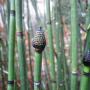 Stands of horsetail, a living fossil, line Aptos Rancho Trail, their strobili showing black and bronze. Hilltromper photo.