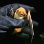 A UC Santa Cruz researcher holds onto a Western Red Bat. Photo credit: Samantha Chavez