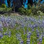 A sea of purple lupines near the parking lot. Photo by Bridget Lyons.