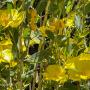 Bright yellow bush poppies bursting from the brush (say it 10 times fast). Photo by Bridget Lyons.