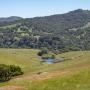 Cattle graze near a pond that’s habitat for California red-legged frogs and western pond turtles. Photo by Mike Kahn.