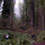 Old growth redwoods in Prairie Creek State Park. Photo courtesy Greg King.