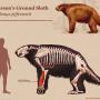 Ice Age Sloth Skeletal Art, Credit: Mason Schratter. Courtesy of Santa Cruz Museum of Natural History.