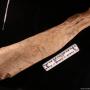 Fossil sloth bone. Courtesy of Santa Cruz Museum of Natural History.