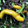 Two banana slugs in their favorite environment: the dense wet forest floor. Photo by Bradley Allen/Wikimedia.