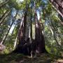 Play Fall Creek Bingo under these majestic redwoods. Santa Cruz Museum of Natural History photo.