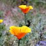 The California poppy: always a favorite. Photo by Darkwind/Creative Commons.