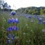 Sky lupine, a Santa Cruz Mountains regular. This was taken at Quail Hollow Ranch. Hilltromper photo.
