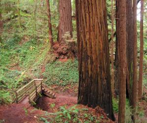 Easy trails in Nisene Marks wend among some old-growth redwoods. Photo credit: Leor Pantilat.
