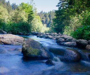 The mighty San Lorenzo River, home to several awesome swimming holes. Photo by Eric Ressler.
