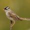 White-crowned sparrows "speak" dialects—the songs they learn have localized attributes.  Photo by Wolfgang Wander/Creative Commons.