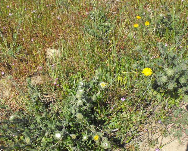 Gum plant contains a protective, sticky white center. 