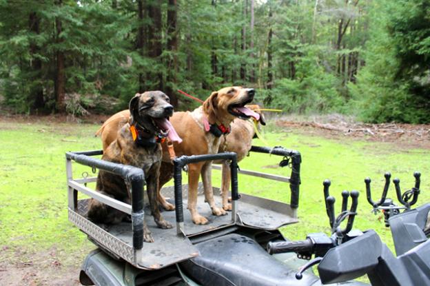 The dogs await the command. Brendan Bane photo.