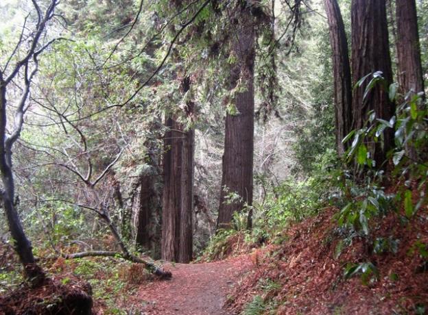 A rainy day calls for a walk under the redwoods, where the canopy shelters the trail. Nisene Marks State Park delivers. Hilltromper photo.