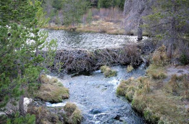 Beaver dams were the primary source of wetlands throughout the continent until the species was decimated.