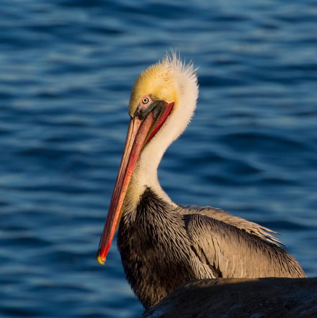 Brown pelican photographed by Scott Bourne/Creative Commons