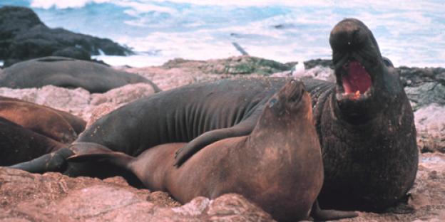 An elephant seal and her pup bask on the beach. Photo credit: NOAA.
