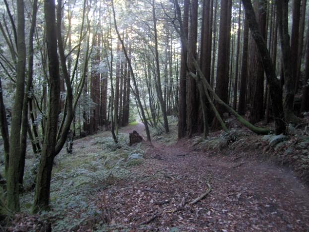 Enchanted Loop Trail at Wilder Ranch State Park