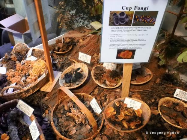 This year's Fungus Fair display tables may not be as full as in years past, but organizers will post photos of mushrooms that weren't found in time for the festival. Photo by Yevgeny Nyden.