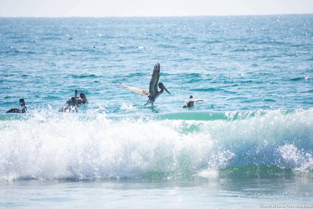 Get to your fun faster when you pay for parking. Photo: Friends of Santa Cruz State Parks