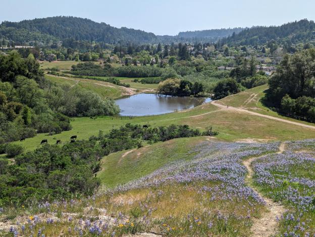 Glenwood lupine landscape. Credit: Vote YES Water and Wildfire Protection