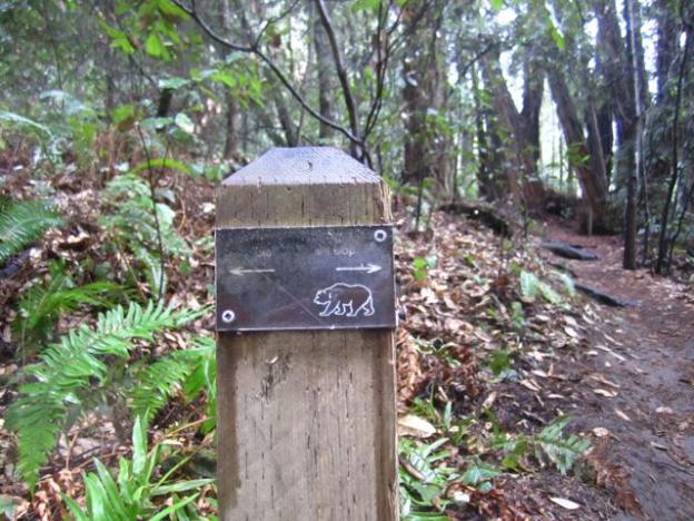 On the west side of Aptos Creek, the Old Growth Loop heads in either direction. We went right first. Hilltromper photo.