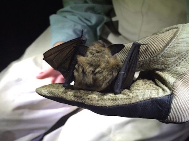 Without checking for a keeled calcar, this California myotis is indiscernible from a Yuma myotis. Photo credit: Samantha Chavez