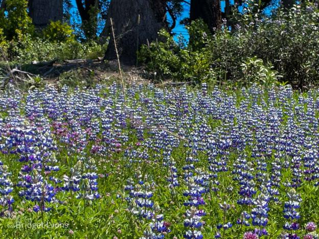 A sea of purple lupines near the parking lot. Photo by Bridget Lyons.