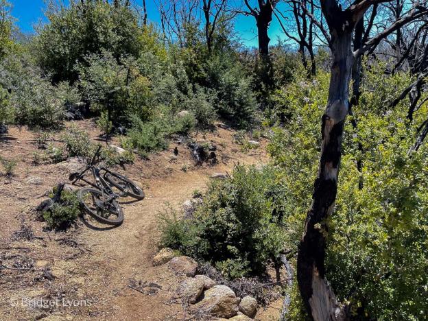 San Vicente Redwoods features trails suitable for mountain bikers of all skill levels. Photo by Bridget Lyons.