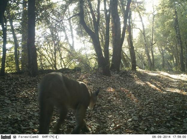 The "McDougal mountain lion," named for property Land Trust seeks to purchase for a wildlife crossing, on Aug. 9. Pathways for Wildlife photo.