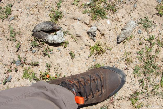 A size 10 boot measures up to size Large scat, likely from a mountain lion, on Rocks Ranch. Photo by Mike Kahn.