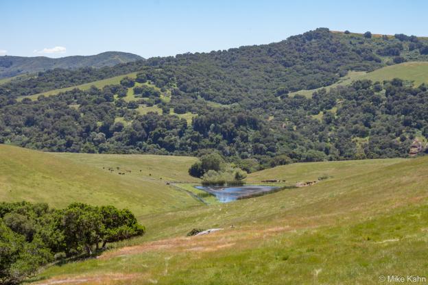 Cattle graze near a pond that’s habitat for California red-legged frogs and western pond turtles. Photo by Mike Kahn.