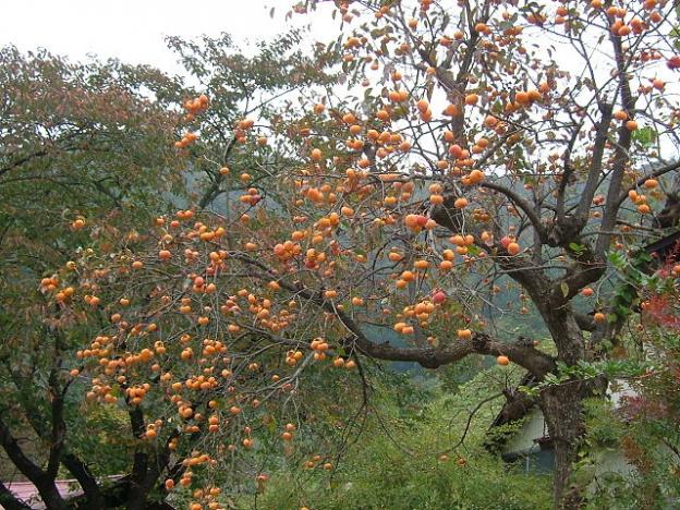 Persimmon trees: a good source of food for local wildlife.  Photo by Geomr on Wikimedia Commons.