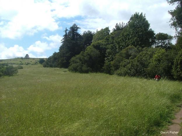 Lookout Trail skirts a meadow in the upper part of Pogonip. Photo credit: Gwyn Fisher.