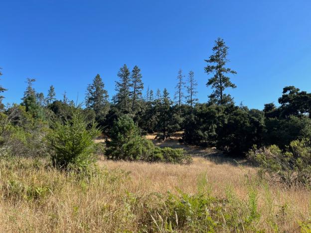 A meadow and sandhills at Quail Hollow Ranch, a local hotbed of biodiversity. Santa Cruz Museum of Natural History photo.