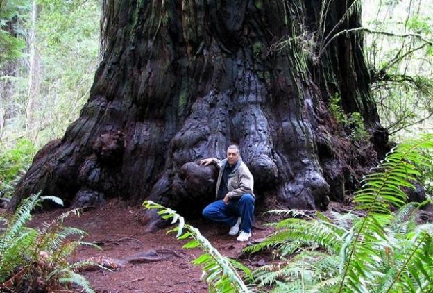 9. Redwoods live so long—and are treasured by humans for building—because they are extremely resistant to insects, fire and rot. (More below.) Photo by MD Vaden.