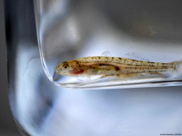 The federally endangered tidewater goby (Eucyclogobius newberryi). Credit: Sarah Swenty/USFWS.