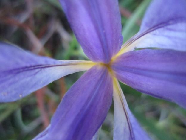 Closeup of a wild iris at Wilder Ranch State Park. Hilltromper photo. 