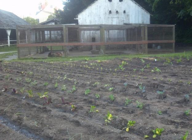 The garden at the Wilder Ranch farm complex was just planted last weekend. 