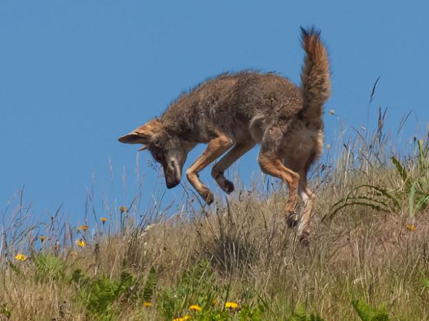 Coyotes and other local wildlife will get fat this year thanks to El Niño. Photo by Franco Folini on Flickr.