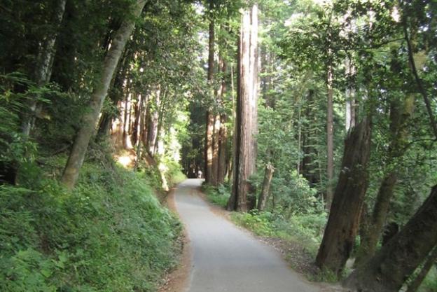 Pipeline Road in Henry Cowell is paved, but that doesn't mean it can't be pretty. Hilltromper photo.