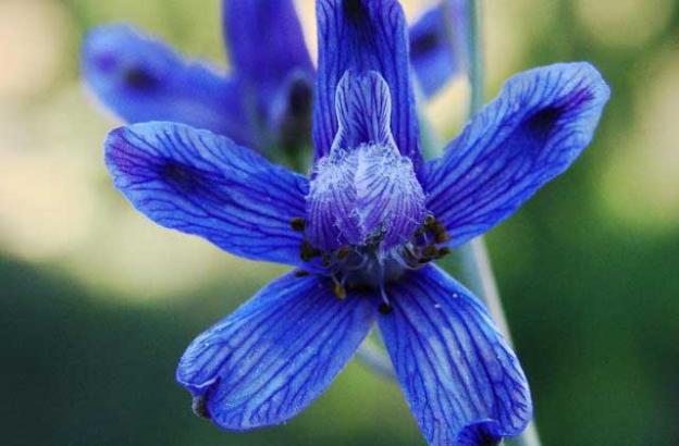 Delphinium, or larkspur, got its name from the Latin for "dolphin," referring to the shape of the nectary.