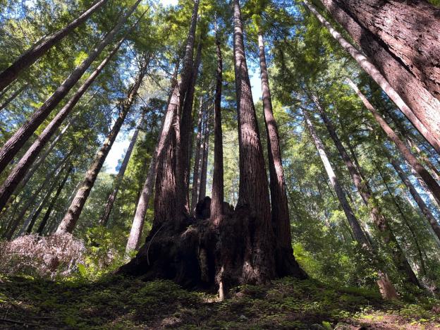 Play Fall Creek Bingo under these majestic redwoods. Santa Cruz Museum of Natural History photo.