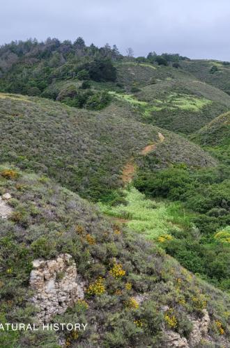 Looking up into the rolling hills of Cotoni-Coast Dairies National Monument. Museum photo.