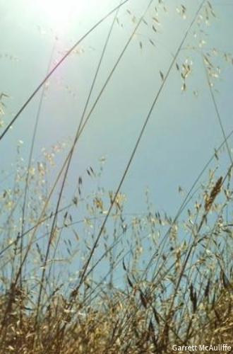 A remnant of coastal prairie, Arana Gulch has wild grasses galore. Photo by Garrett McAuliffe.