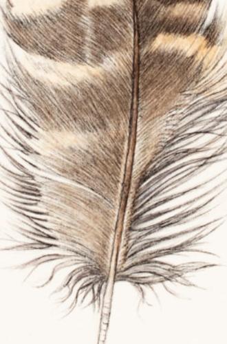 Great Horned Owl feather by Elizabeth Romanini