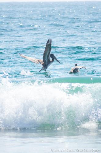 Get to your fun faster when you pay for parking. Photo: Friends of Santa Cruz State Parks
