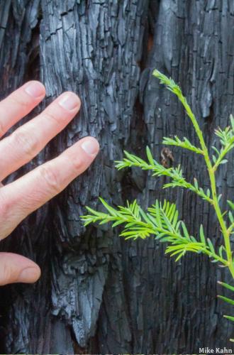 Touching a charred but living old-growth redwood at Big Basin with a new shoot rising up. Credit: Mike Kahn.