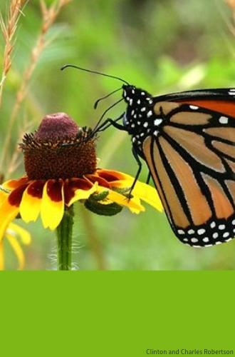 Monarch butterflies take several generations to complete a migration cycle. Photo by Clinton and Charles Robertson via Wikimedia Commons.